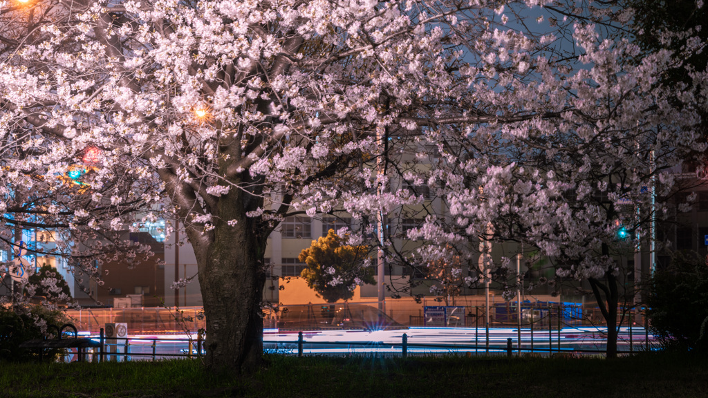 夜桜