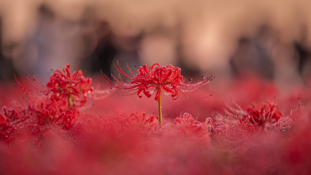 彼岸花