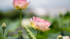 蓮の花