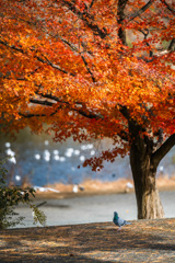 公園で散歩