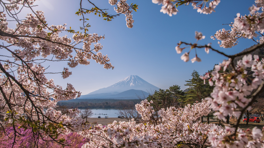富士山と桜