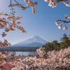 富士山と桜