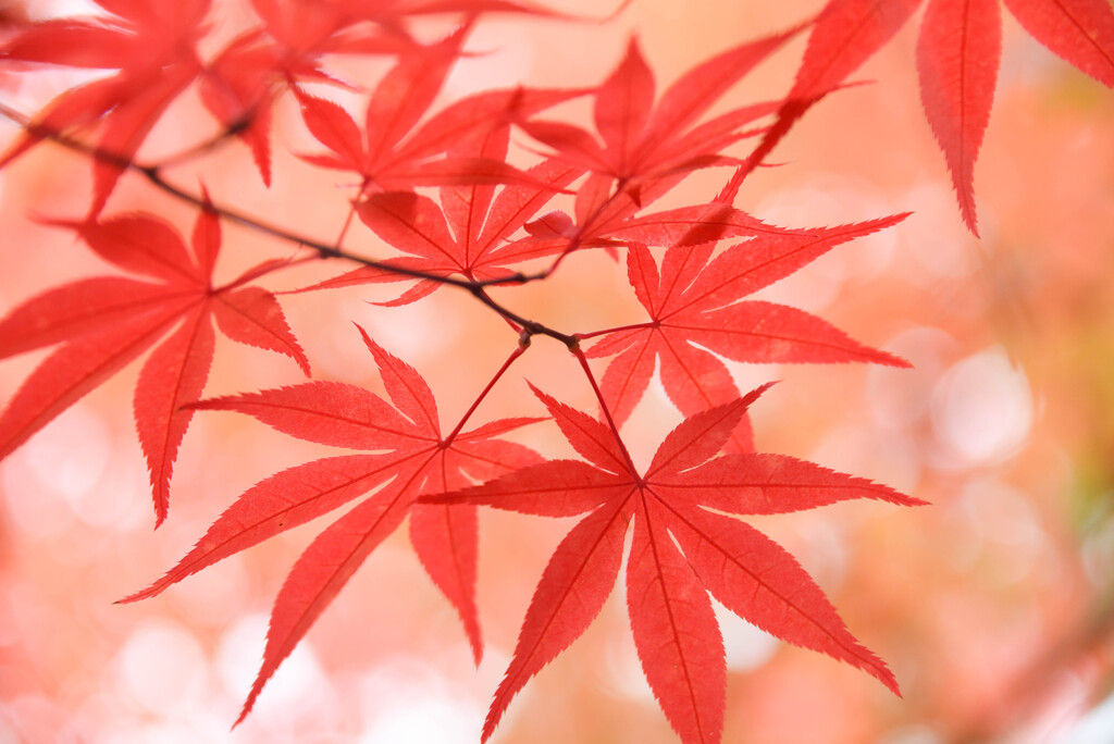 紅葉