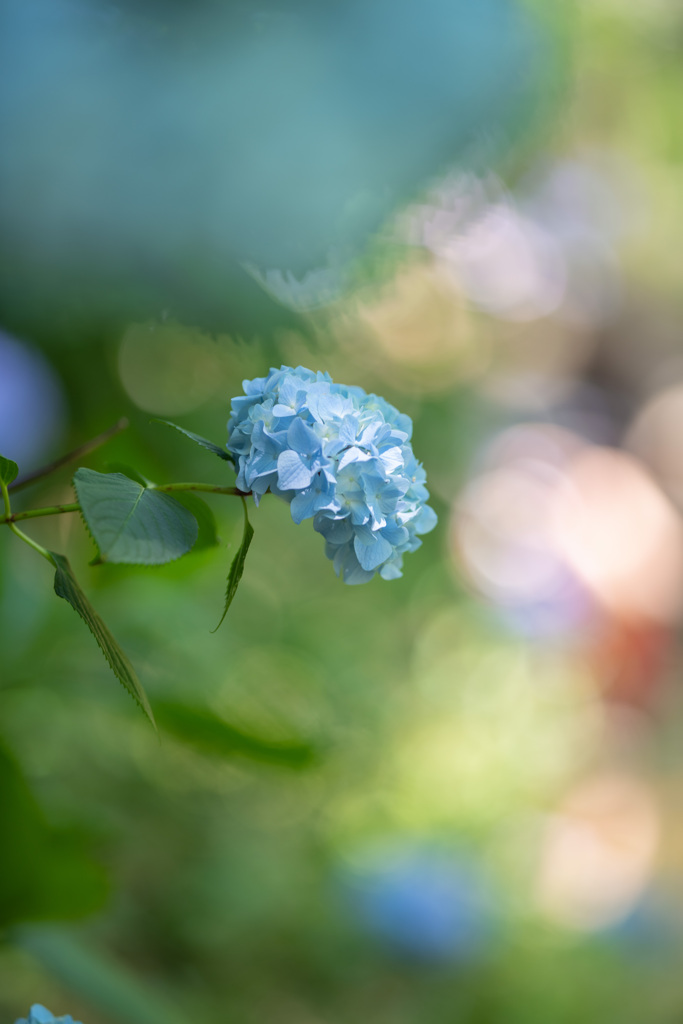 紫陽花