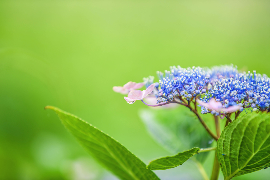 紫陽花