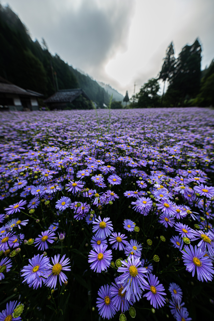 北山友禅菊