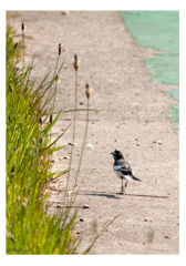 ハクセキレイ_20140502