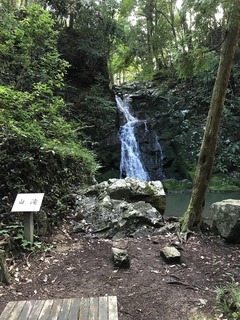 白滝