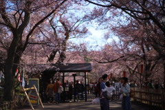 高遠城址公園