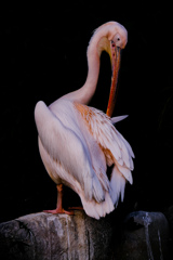 ペリカン