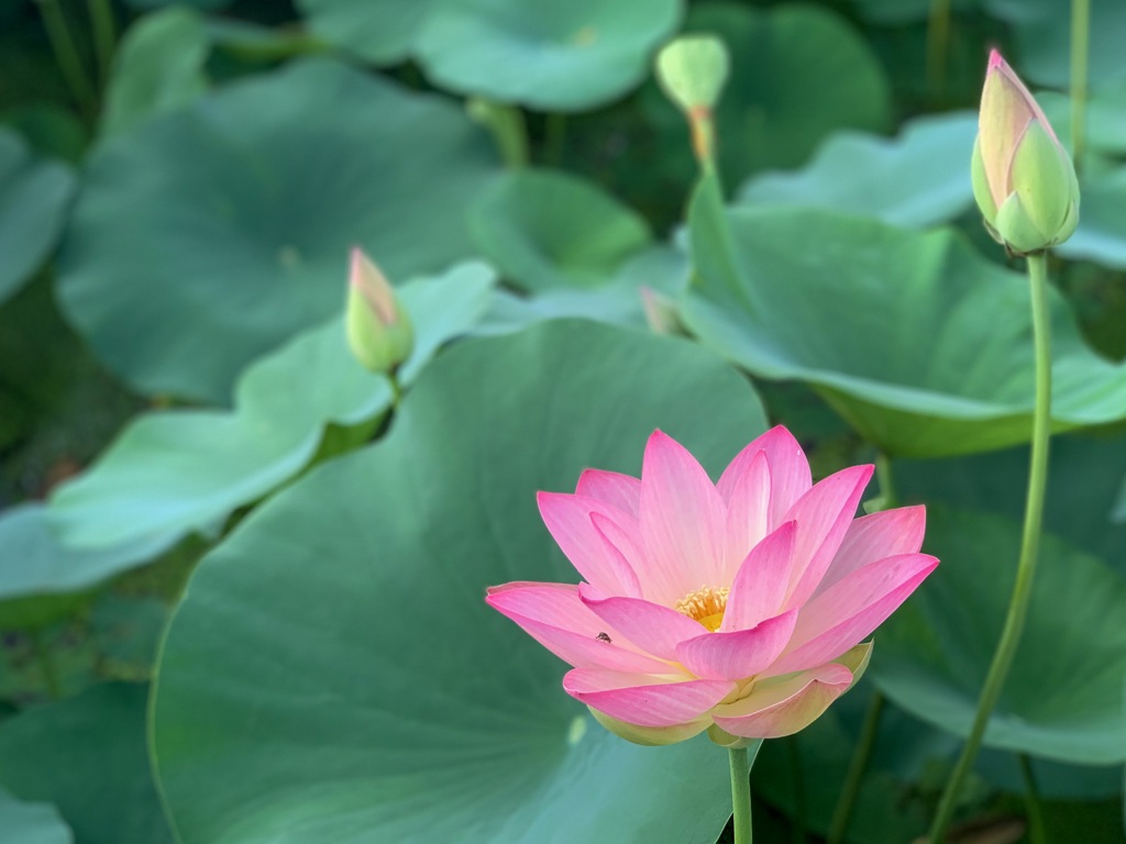 蓮の花その3