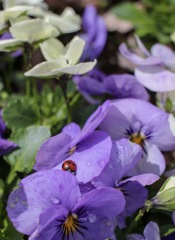 てんとう虫とお花