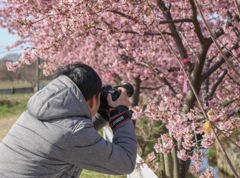 河津桜