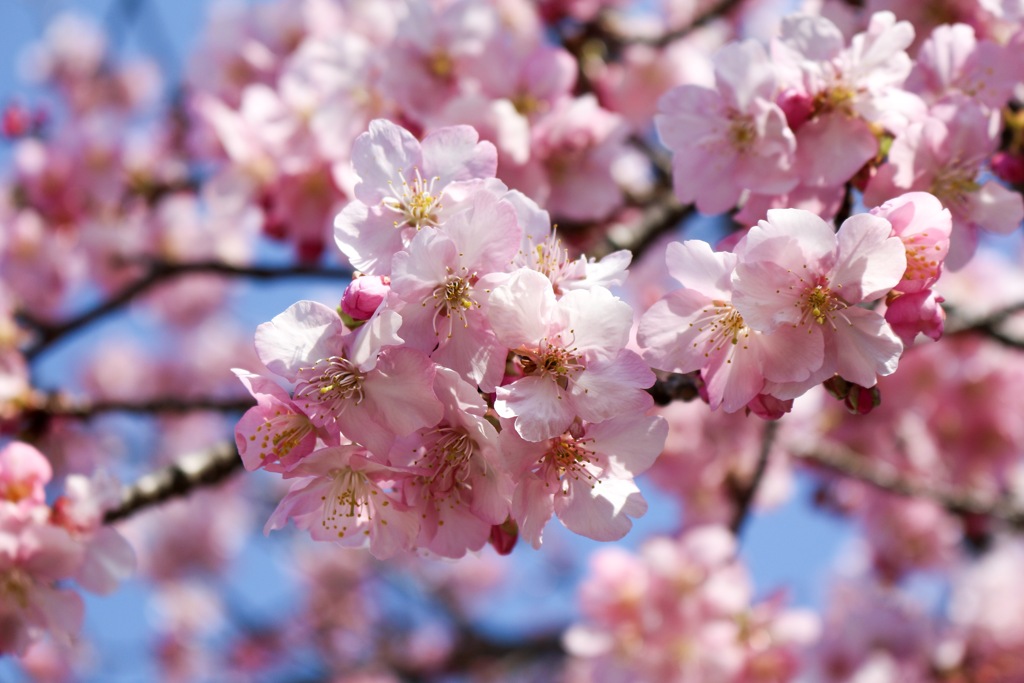 埼玉の河津桜③