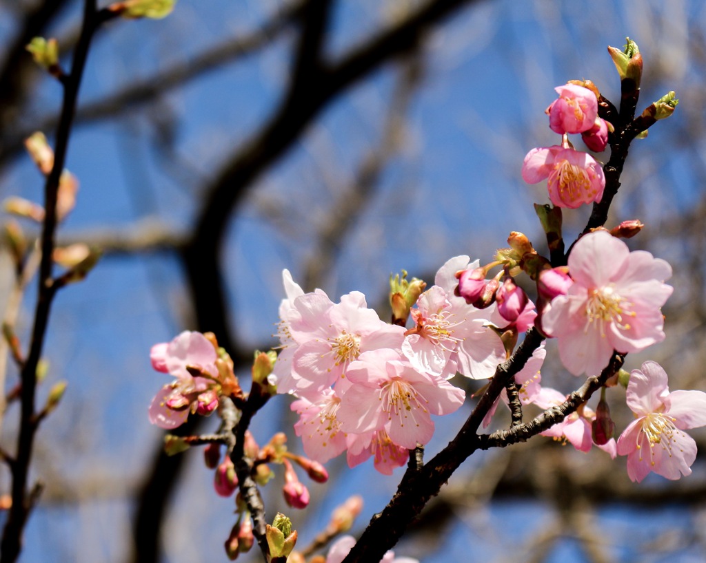 埼玉の河津桜 ①