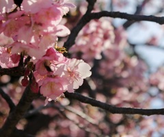 埼玉の河津桜②