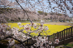 待ちに待った春