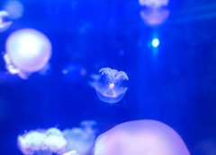 江ノ島水族館