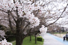 桜木花道