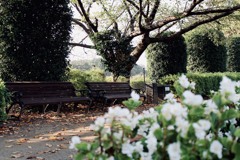 夕方の公園