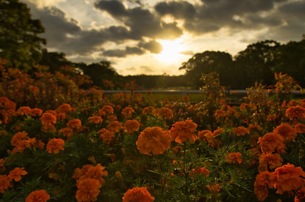 万博記念公園