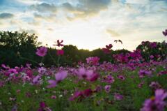 万博記念公園