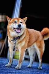 実家の犬