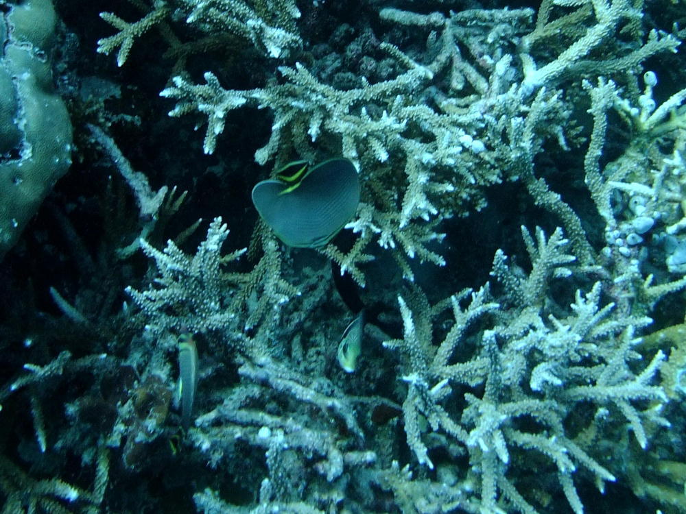 130205トライアングルバタフライフィッシュ