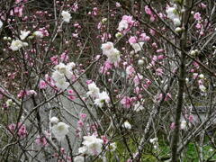 210321-06桜の源平咲
