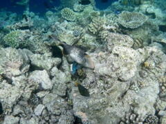 130205ゴマモンガラ幼魚