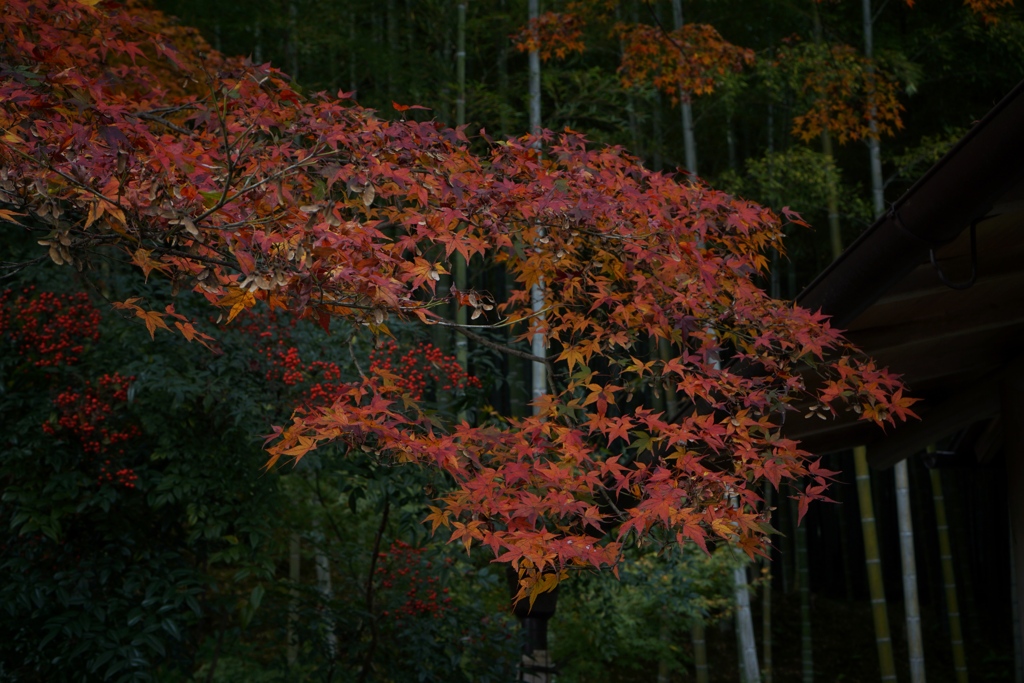 竹林と紅葉