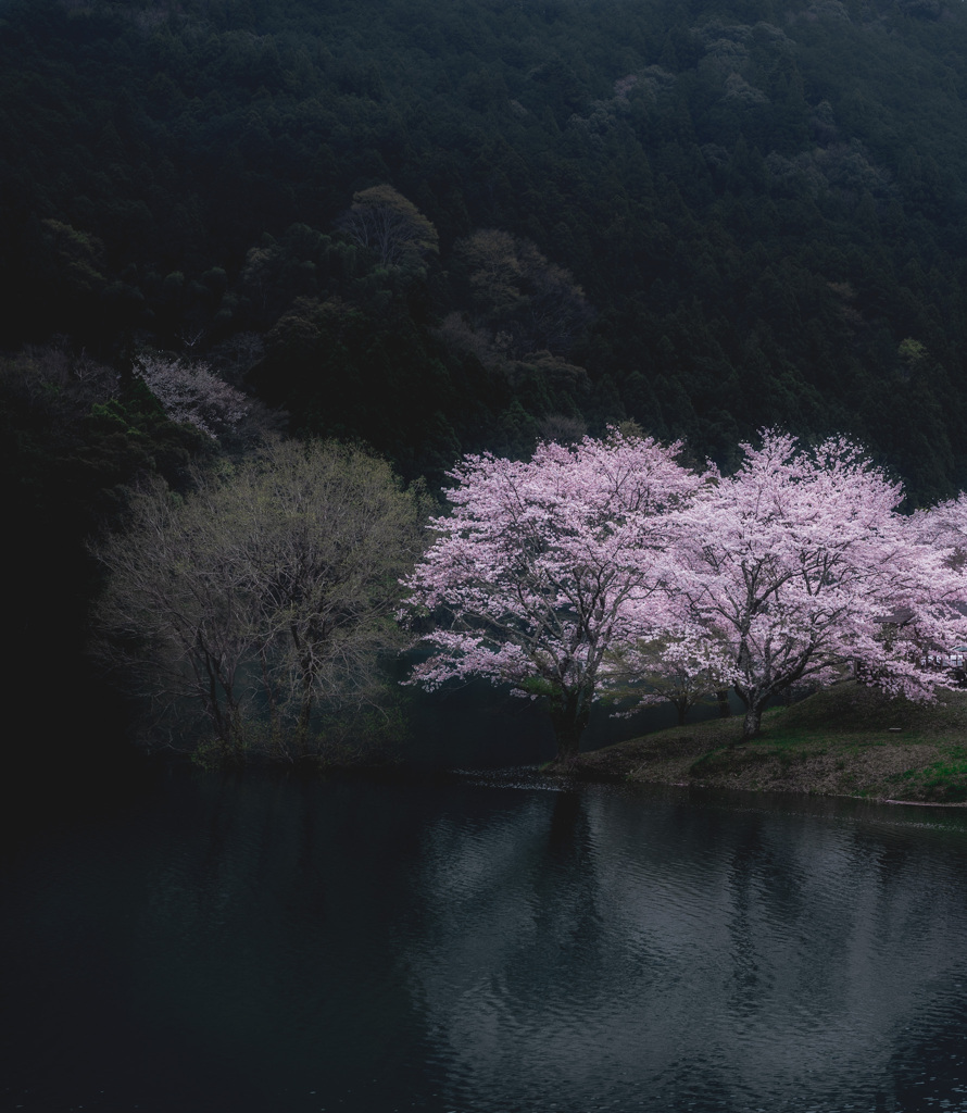 桜と枯れ木