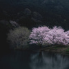 桜と枯れ木