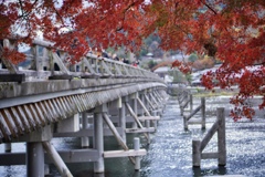 秋の渡月橋