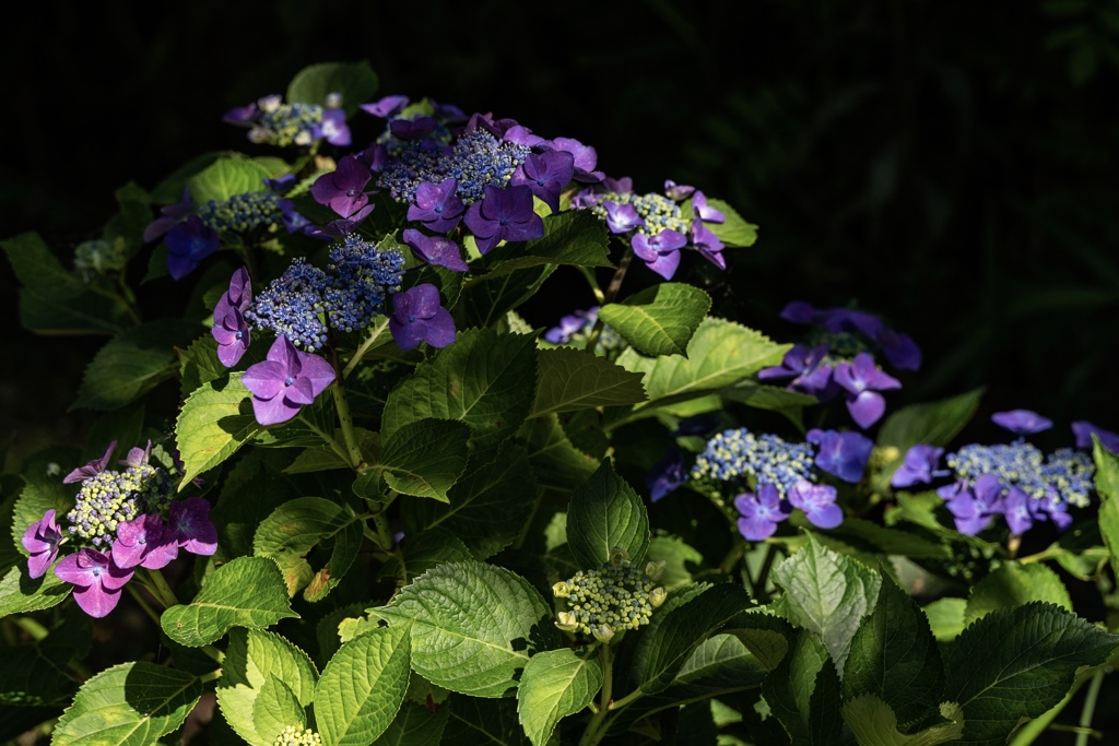 お花