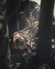 奈良公園の鹿