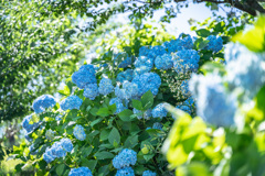 青い紫陽花畑