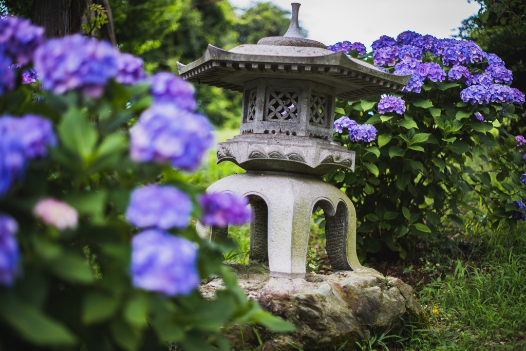 紫陽花に挟まれたちょっと傾いてる灯籠