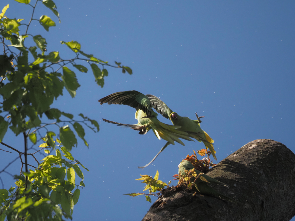ワカケホンセイインコ、その16