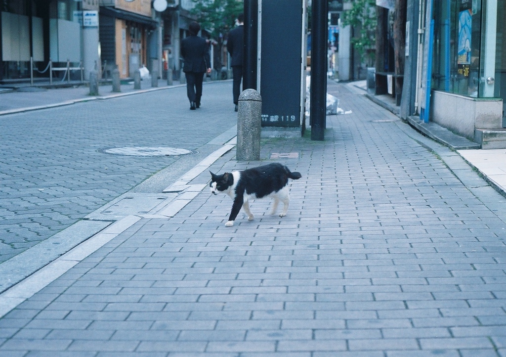 ちくわちゃんの朝(フィルム)