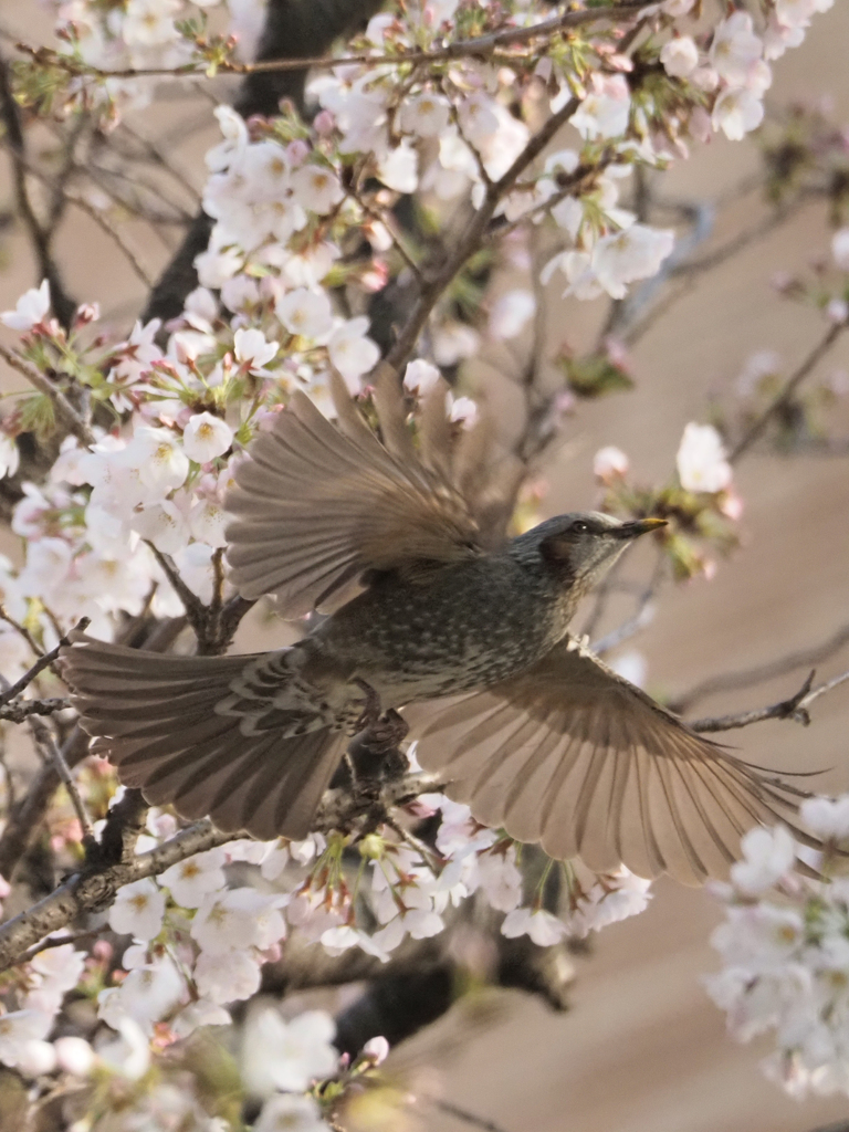桜にヒヨドリ、その3