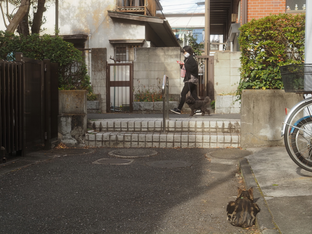 犬が見てる