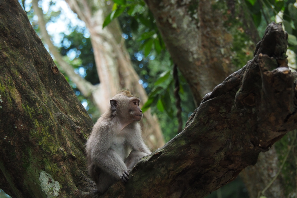 Monkey Forest