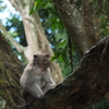 Monkey Forest