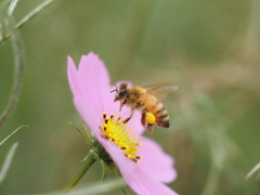 コスモスにミツバチ、その1