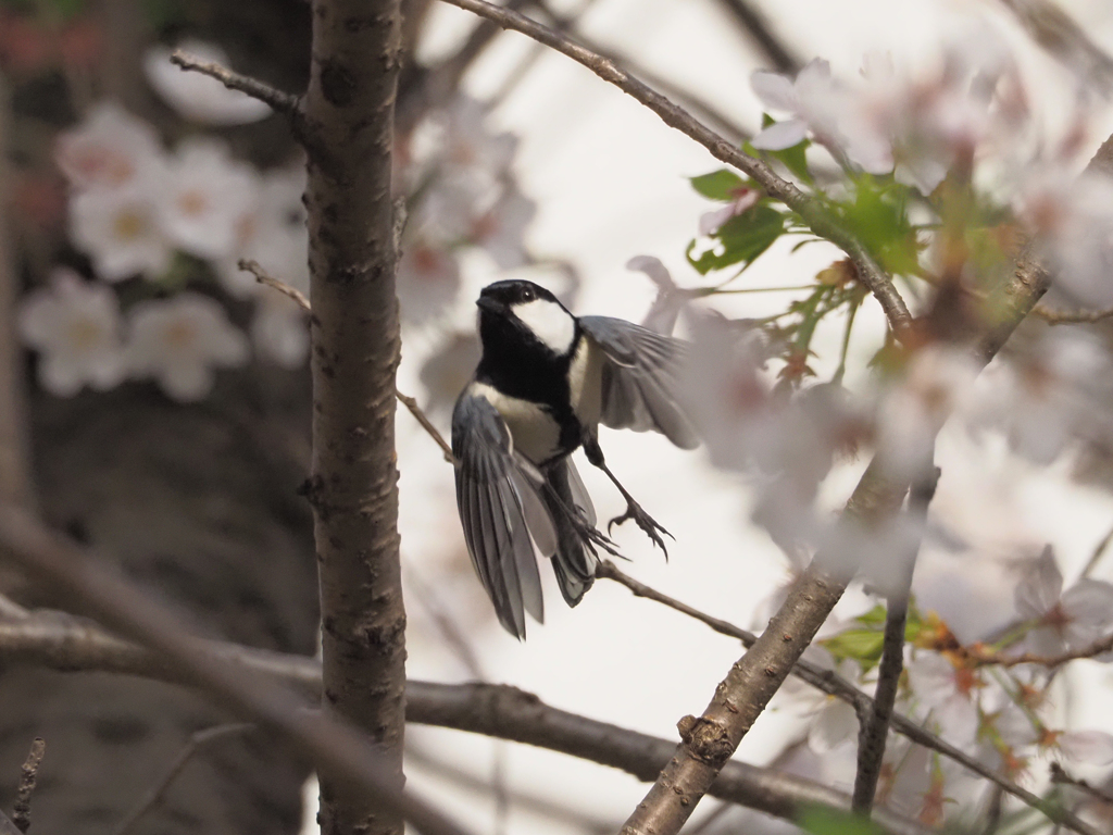 桜にシジュウカラ、その3