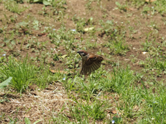 低空飛行雀、その1