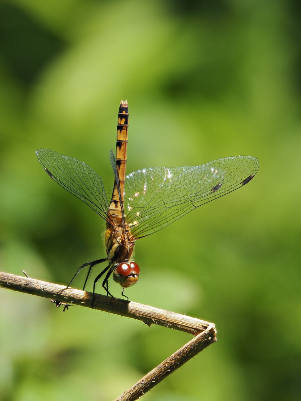 アキアカネ逆立ち By Zaburo Id 写真共有サイト Photohito