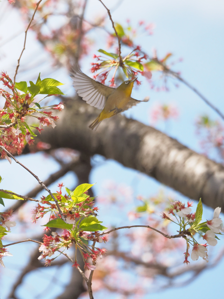 葉桜にメジロ、その4
