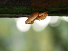 ジャコウアゲハの蛹、その1